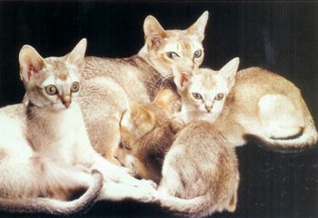 Portrait de famille du Singapura