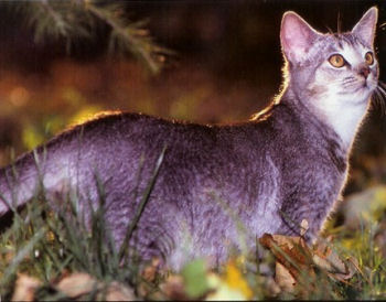 Le Singapura est un chat de nature curieuse