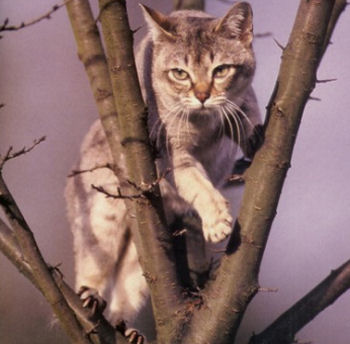 Le Singapura est une race de chat très joueur